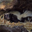 skunks in English