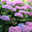 hydrangea Englisch