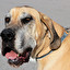 BOERBOEL in Polish