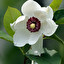 magnolia japońska Englisch