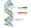 DNA in polacco