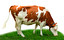 cow in English