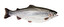 fish Englisch