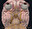 cranial nerves