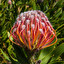 protea in polacco
