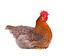 Une Poule in French