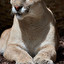 cougar, puma in inglese