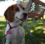beagle Anglais
