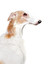 example of dog sentences in English