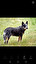 Australian Cattle Dog in inglese