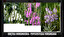 physostegia virginiana in latino