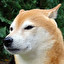 akita inu inglés