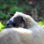 owce Daisy Tedesco