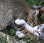 cat inglés