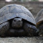 tortue in francese