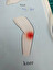 knee in inglese