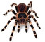 odwłok pająka lub innego pajęczaka in English
