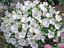 campanula carpatica polaco