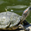 Żółwie mają skorupę i mają ochronienie p in polacco