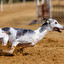 whippet Englisch