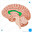 Brain