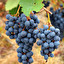 Tak jak gorzkie składniki winogron – łod in English