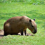 kapibara in inglese