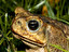 Cane Toad in English