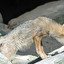 coyote in English