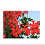 Pelargonia bluszczolistna in polacco