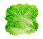 lettuce in English