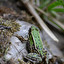 amphibian inglés