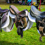 saddle inglés