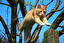 The cat (poun---) on the mouse. på engelsk