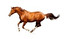 horse's tail in inglese