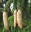 świerk in Russian
