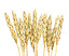 crops inglés