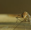 komar widliszek in Latein
