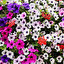 petunia ogrodowa in inglese