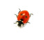 ladybird in English
