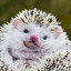 Hedgehog Englisch