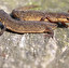 salamandra inglés