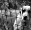 das Tierheim (die Tierheime) Tedesco