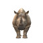 rhinoceros на английском языке