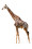 girafă