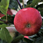 Apple in English