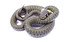 grass snake in English