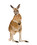 kangaroo&#039;s
