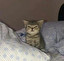 Кошка ruso