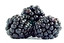 blackberry in English